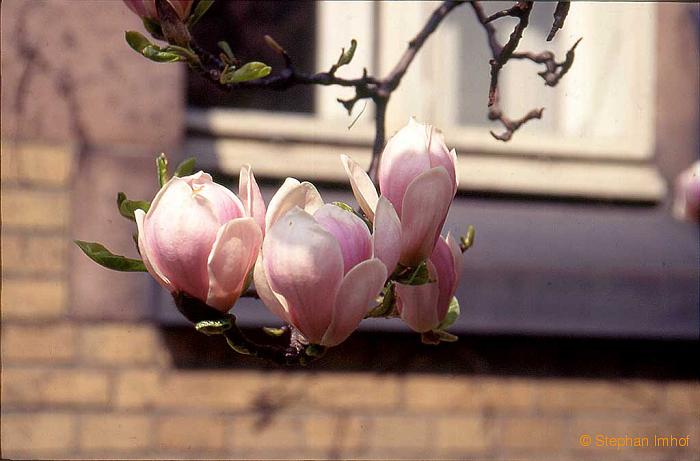 Magnolia x soulangiana