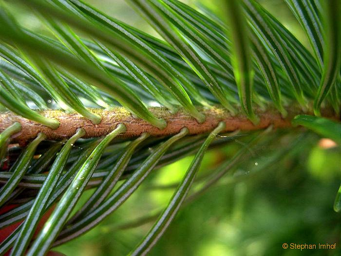 Abies alba, Nadel