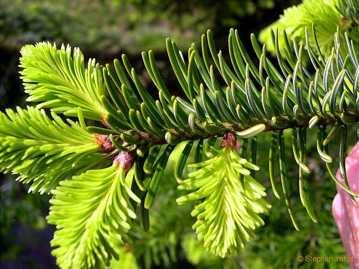 Abies alba, Zweig