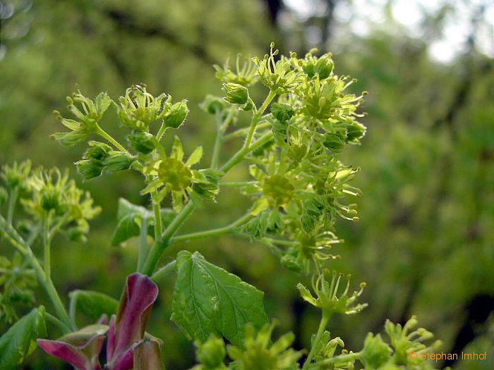 Acer campestre, Blatt