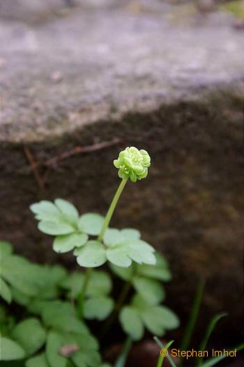 Adoxa moschatellina