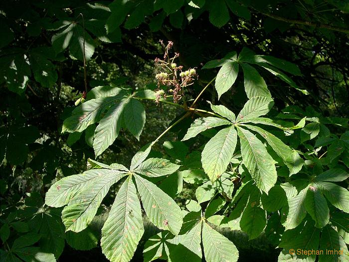 Aesculus hippocastanum, Bltter und Frchte