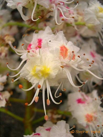 Aesculus hippocastanum, Blte