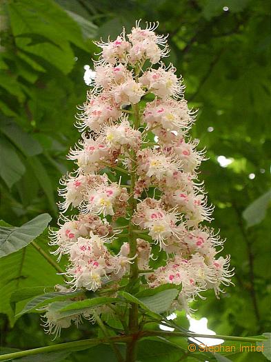 Aesculus hippocastanum, Bltenstand