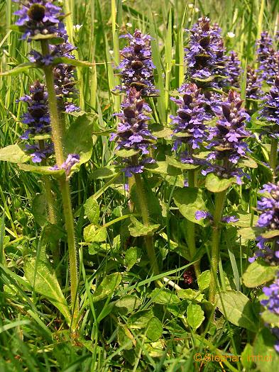 Ajuga reptans