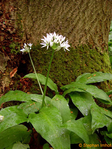 Allium ursinum