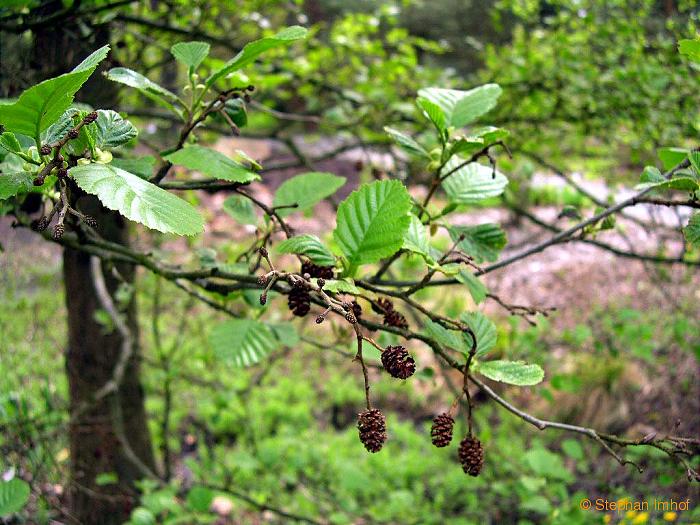 Acer campestre, Blatt