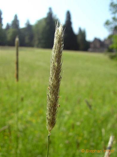 Alopecurus pratensis