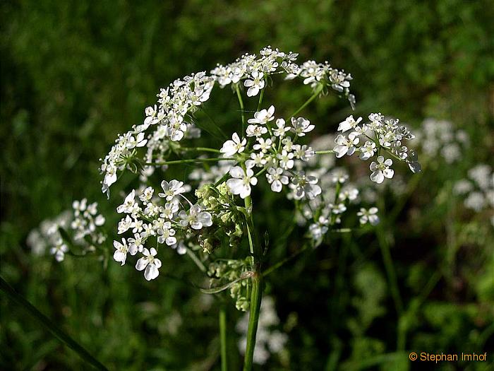 Anthriscus sylvestris, Bltenstand