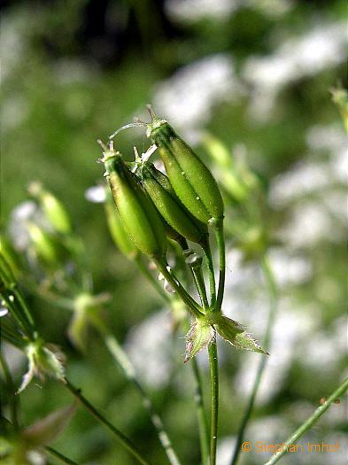 Anthriscus sylvestris, Frucht