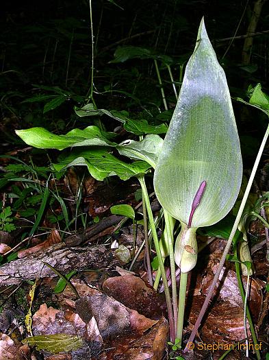 Arum maculatum