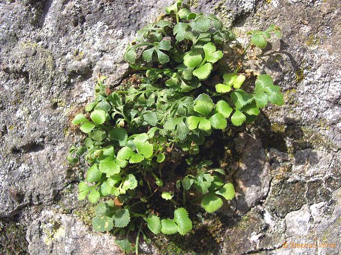 Asplenium ruta-muraria