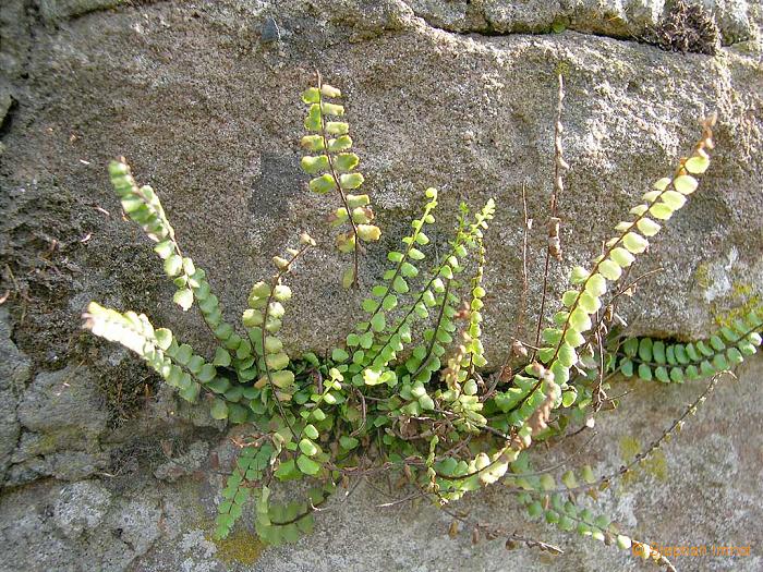 Actaea spicata