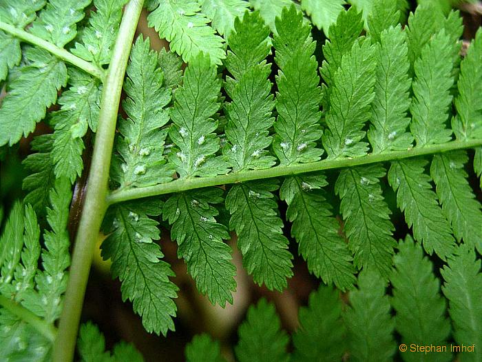 Athyrium filix-femina