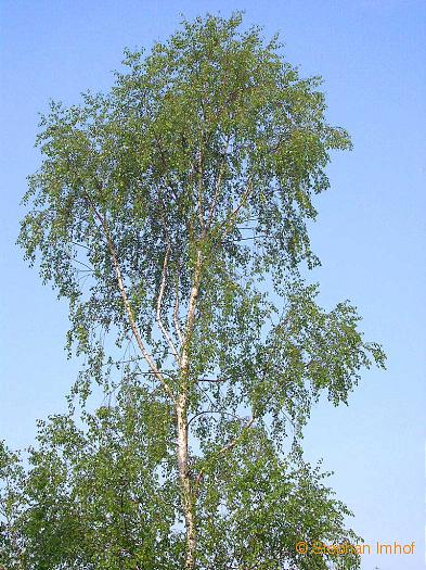 Betula pendula, Habitus