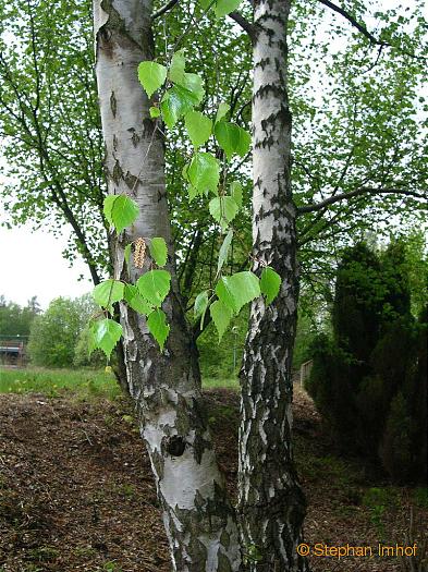 Betula pendula, Stamm und Blatt