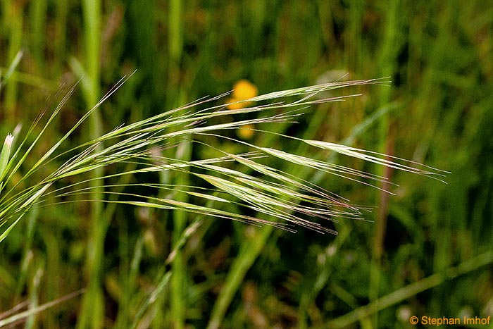 Bromus sterilis