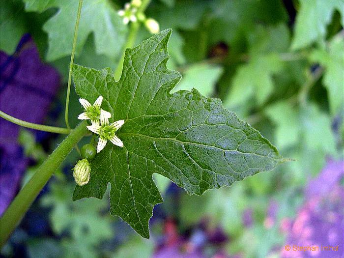 Bryonia dioica