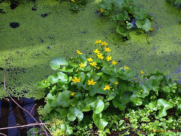 Caltha palustris