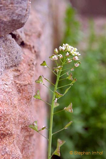 Capsella bursa-pastoris