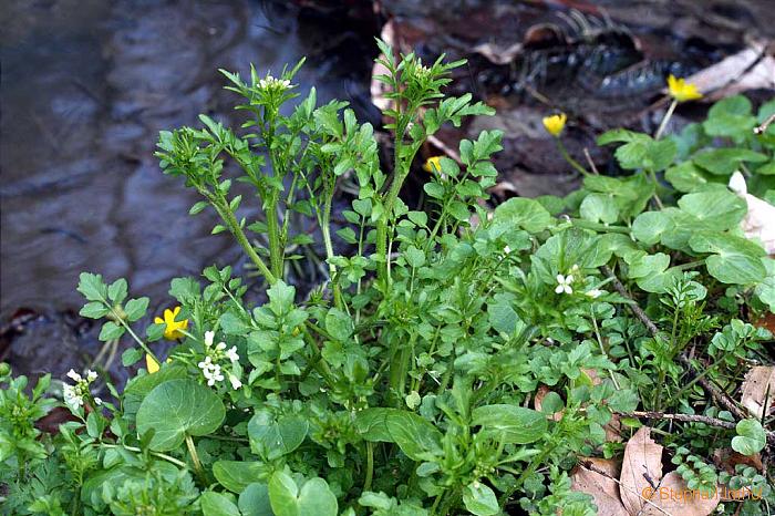 Chrysosplenium alternifolium