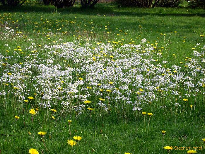 Cardamine pratensis