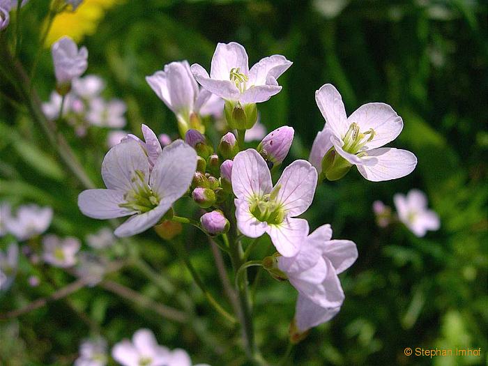 Cardamine pratensis