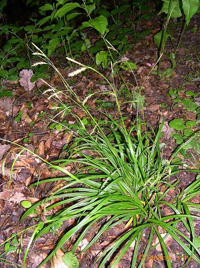 Carex sylvatica