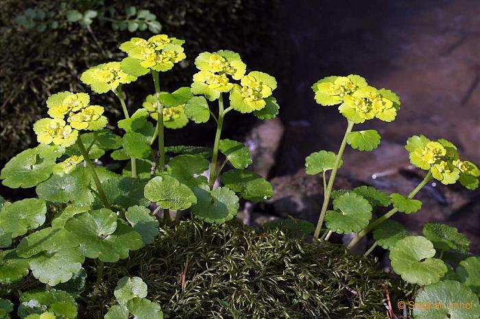 Chrysosplenium alternifolium