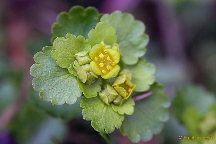 Chrysosplenium alternifolium