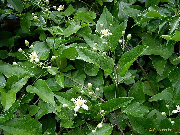 Clematis vitalbe