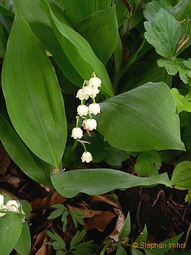 Convallaria majalis