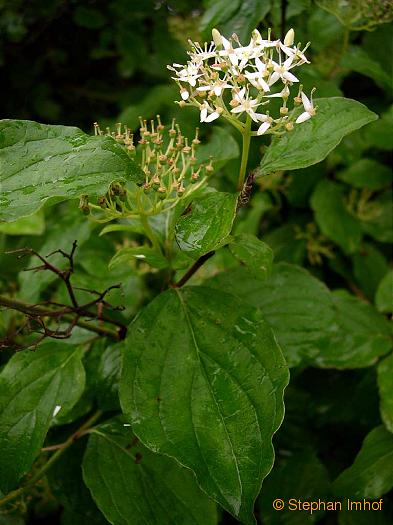 Robinia pseudoacacia, Blte