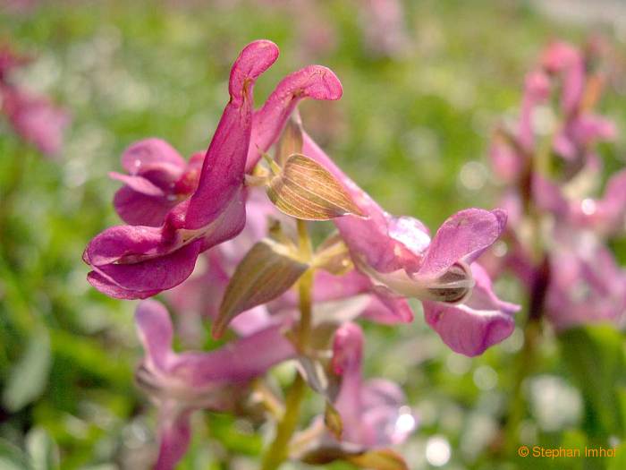 Corydalis cava