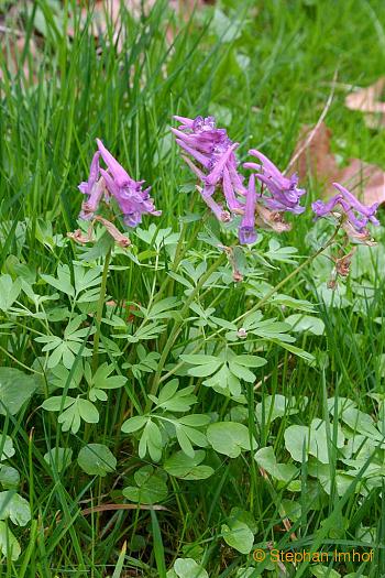 Corydalis solida