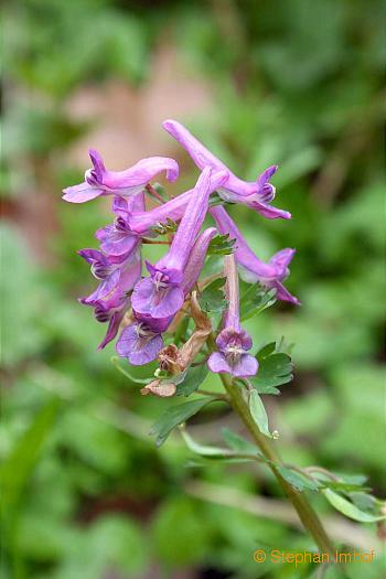 Corydalis solida