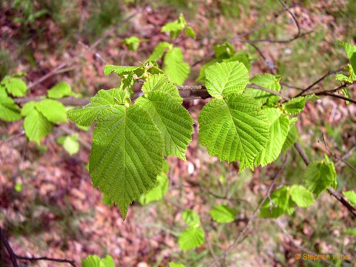 Corylus avellana