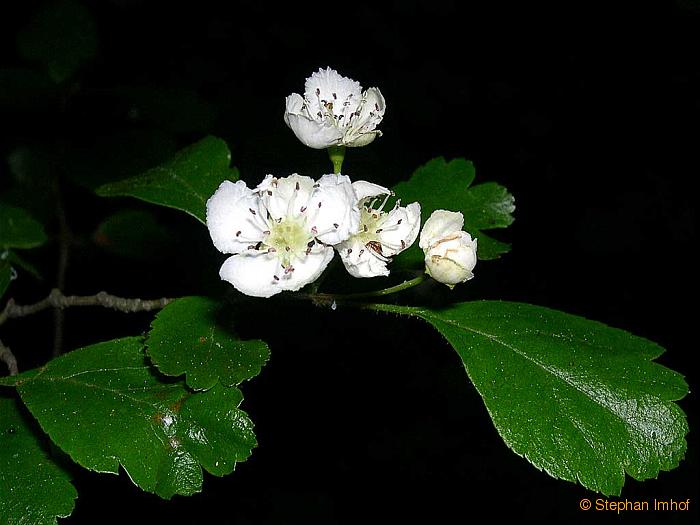 Crataegus laevigata, Blte