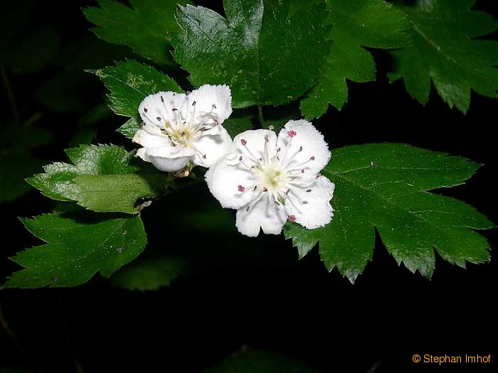 Crataegus monogyna, Blüte