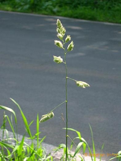 Dactylis glomerata