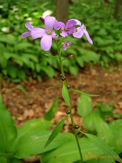 Chrysosplenium alternifolium