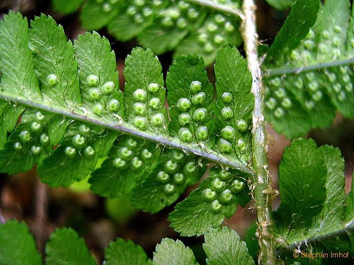 Dryopteris filix-mas