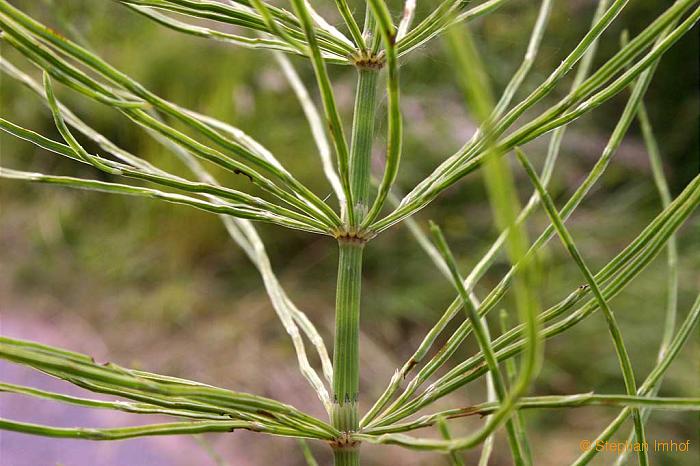 Equisetum arvense