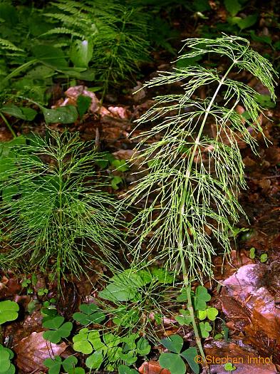 Equisetum sylvaticum