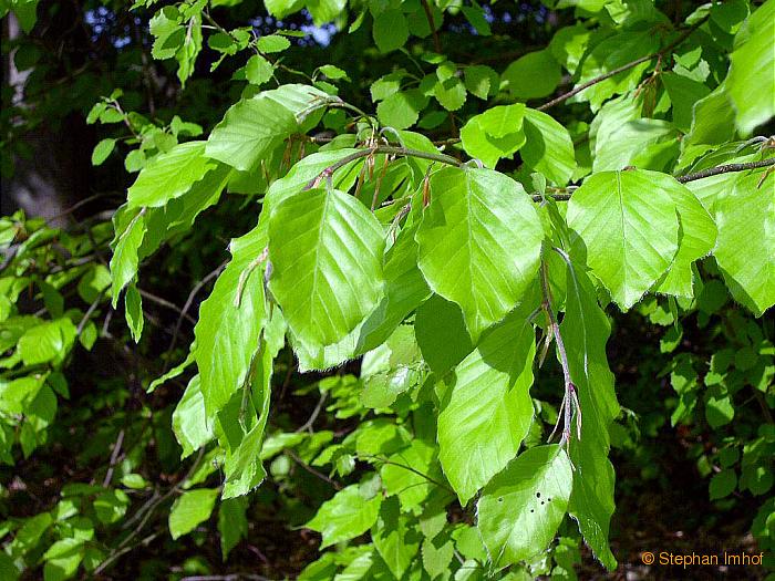 Fagus sylvatica, Stamm