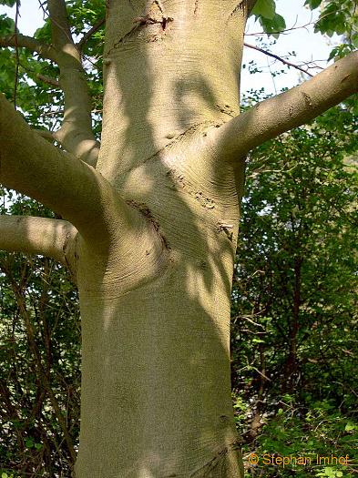 Fagus sylvatica, Stamm