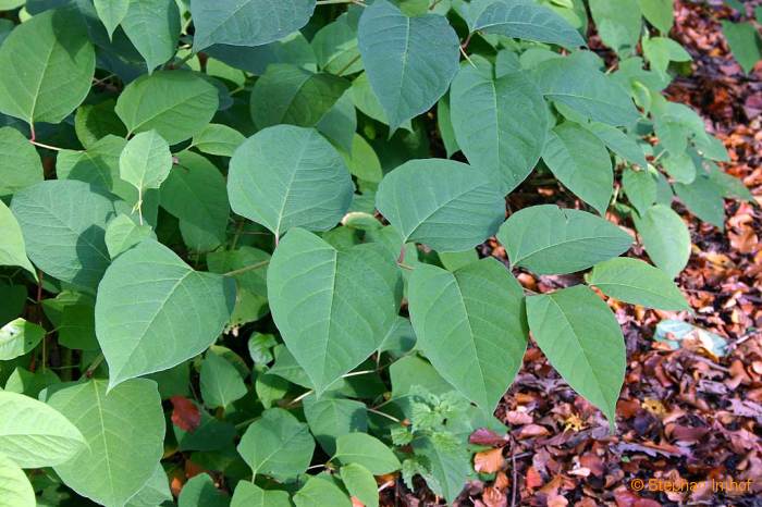 Fallopia japonica, Blätter