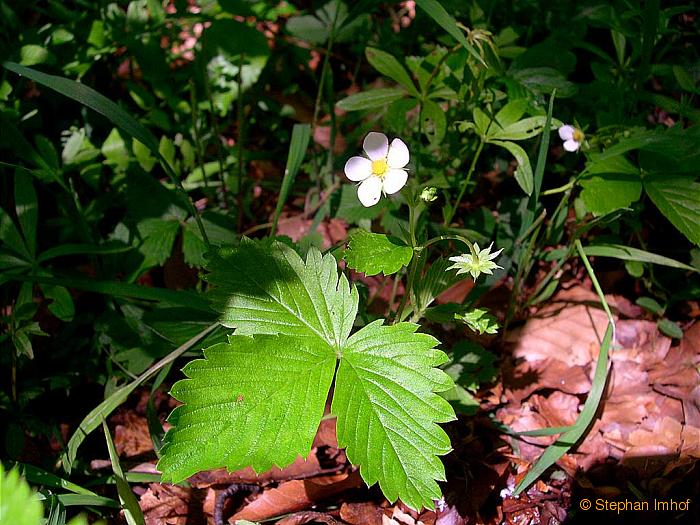 Geranium robertianum