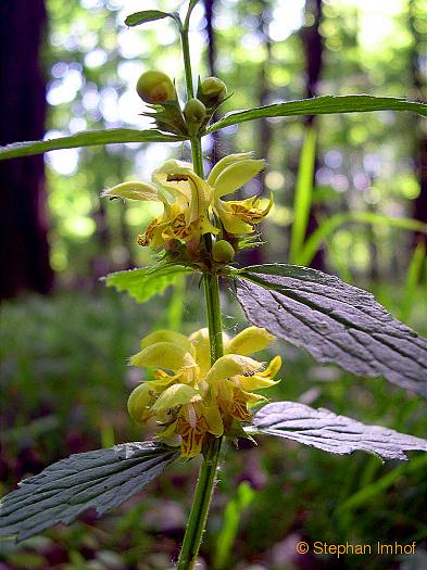 Lamium galeobdolon