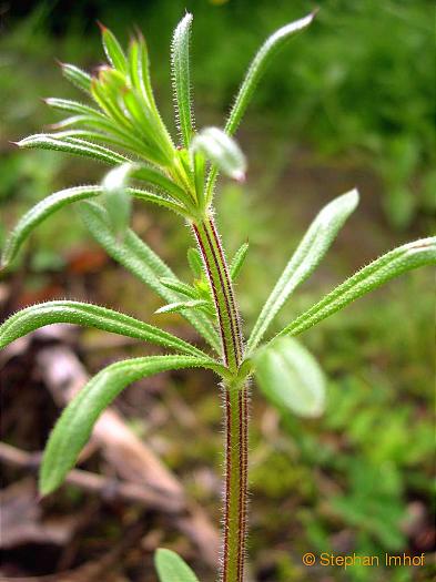 Galium aparine